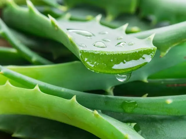 Aloe Vera in PAEDIPROTECT Produkten wirkt hautberuhigend